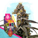 LSD Autoflorescentes (Zamnesia Seeds) feminizadas