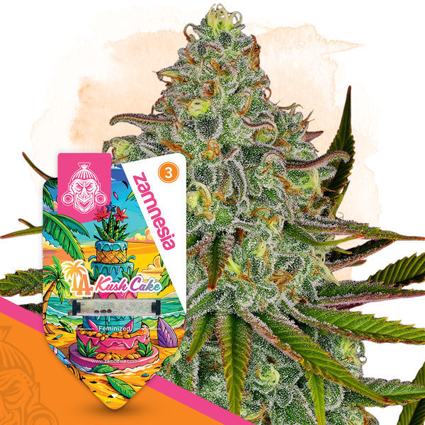LA Kush Cake (Zamnesia Seeds) feminizada