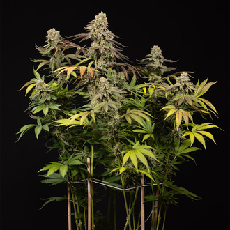 LA Kush Cake (Zamnesia Seeds) feminizada