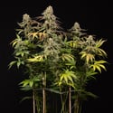 LA Kush Cake (Zamnesia Seeds) feminizada