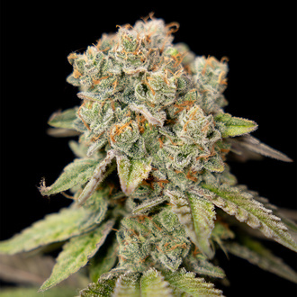 LA Kush Cake (Zamnesia Seeds) feminizada