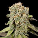 LA Kush Cake (Zamnesia Seeds) feminizada