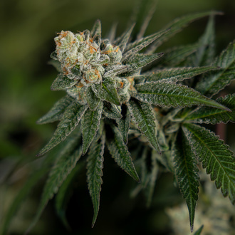 LA Kush Cake (Zamnesia Seeds) feminizada