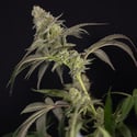 LA Kush Cake (Zamnesia Seeds) feminizada