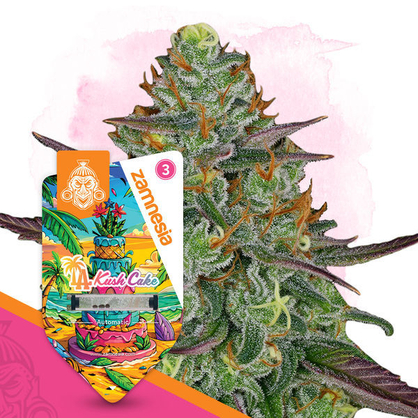 LA Kush Cake Autoflorescente (Zamnesia Seeds) feminizada