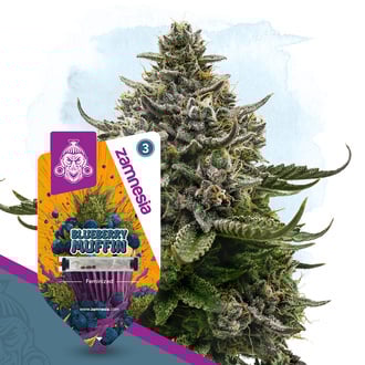 Blueberry Muffin (Zamnesia Seeds) Feminizada