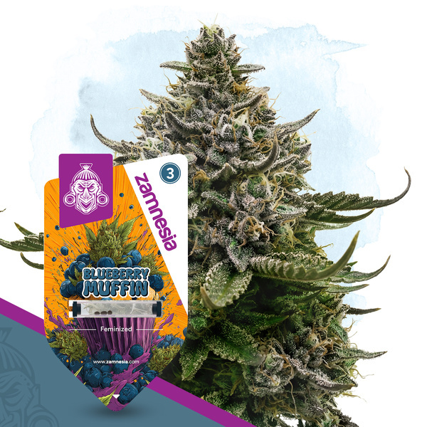 Blueberry Muffin (Zamnesia Seeds) Feminizada