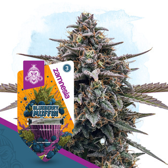 Blueberry Muffin Autoflower (Zamnesia Seeds) feminizada
