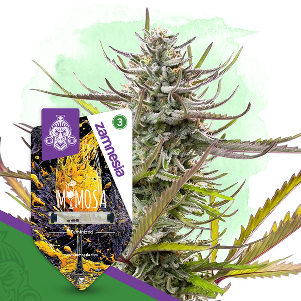 Mimosa Feminizada (Zamnesia Seeds)
