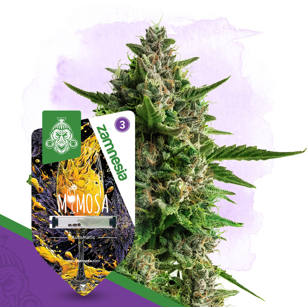 Mimosa Auto (Zamnesia Seeds) Feminizada