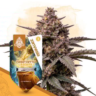 Peanut Butter Breath Autoflower (Zamnesia Seeds) feminizada