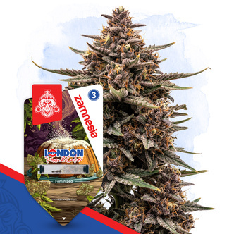 London Pound Cake (Zamnesia Seeds) feminizada