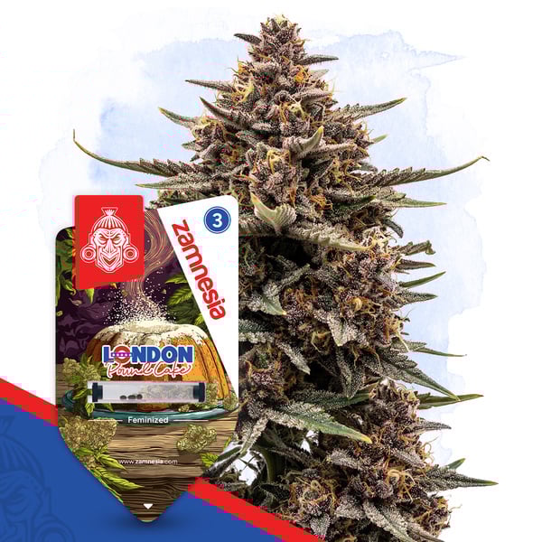 London Pound Cake (Zamnesia Seeds) Feminizada
