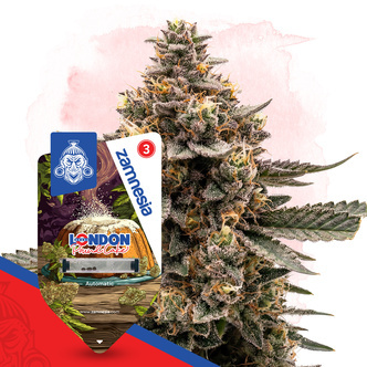 London Pound Cake Autoflower (Zamnesia Seeds) Feminizada