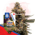 London Pound Cake Auto (Zamnesia Seeds) Feminizada