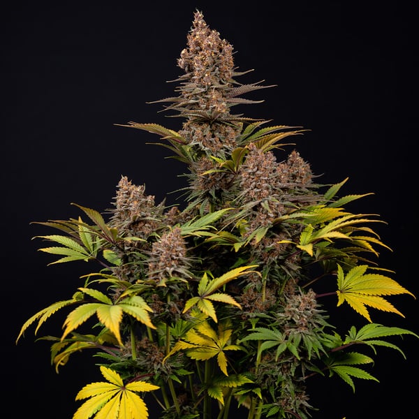 Black Runtz (Zamnesia Seeds) feminizada