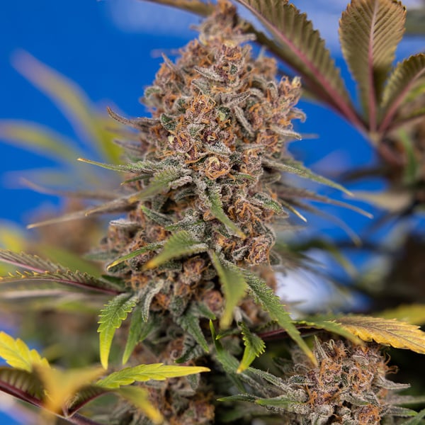 Black Runtz (Zamnesia Seeds) feminizada