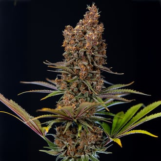 Black Runtz (Zamnesia Seeds) feminizada