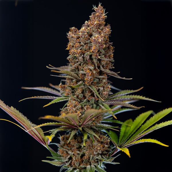 Black Runtz (Zamnesia Seeds) feminizada