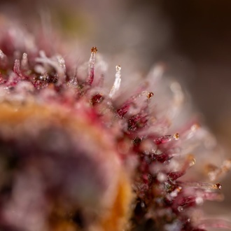 Black Runtz (Zamnesia Seeds) feminizada