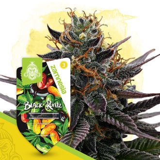 Black Runtz Autoflower (Zamnesia Seeds) feminizada