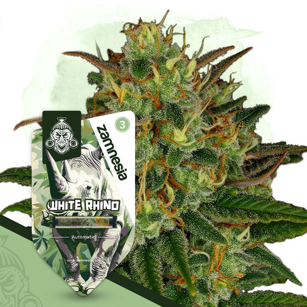 White Rhino Autoflower (Zamnesia Seeds) feminizada