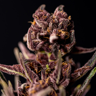 Purple Urkle (Zamnesia Seeds) feminizada