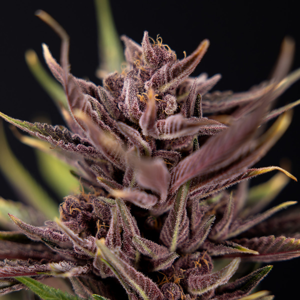 Purple Urkle (Zamnesia Seeds) feminizada