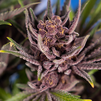 Purple Urkle (Zamnesia Seeds) feminizada