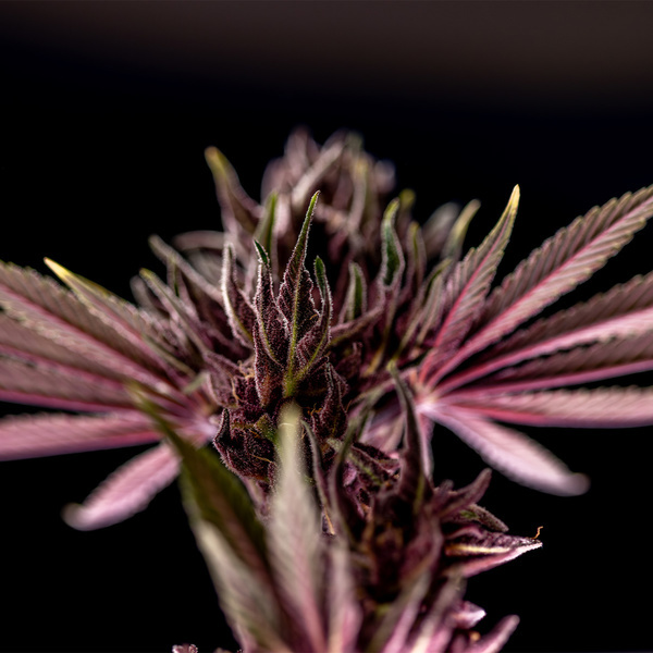 Purple Urkle (Zamnesia Seeds) feminizada