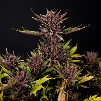 Purple Urkle (Zamnesia Seeds) feminizada