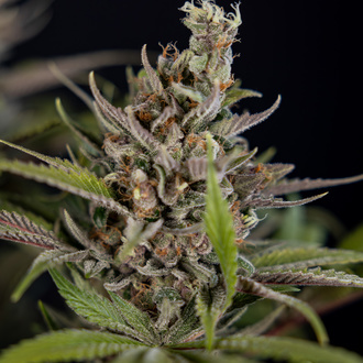 Purple Urkle (Zamnesia Seeds) feminizada
