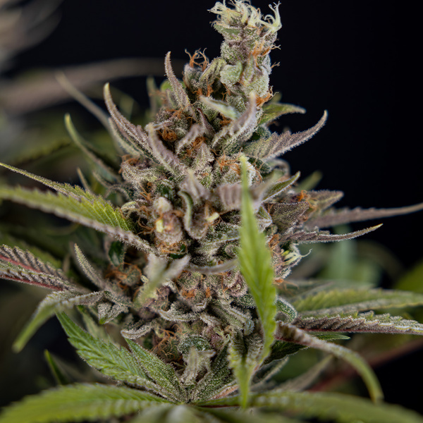 Purple Urkle (Zamnesia Seeds) feminizada