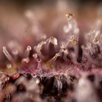 Purple Urkle (Zamnesia Seeds) feminizada