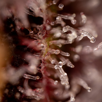 Purple Urkle (Zamnesia Seeds) feminizada