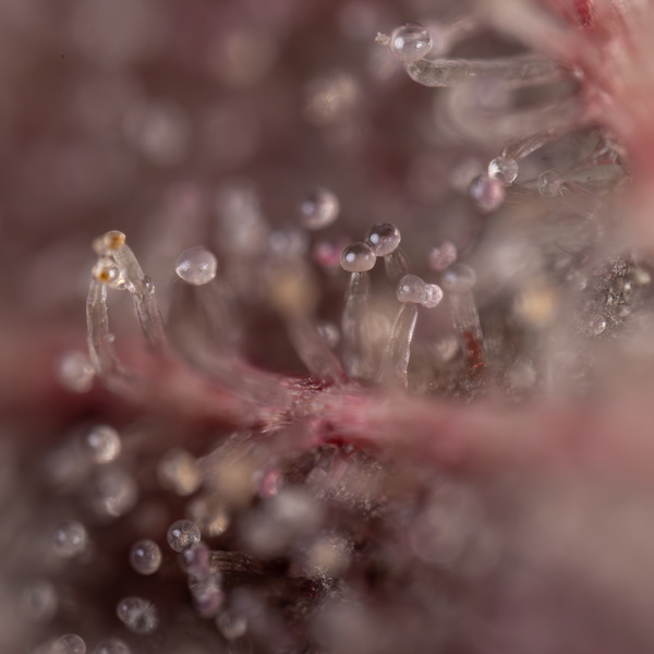 Purple Urkle (Zamnesia Seeds) feminizada