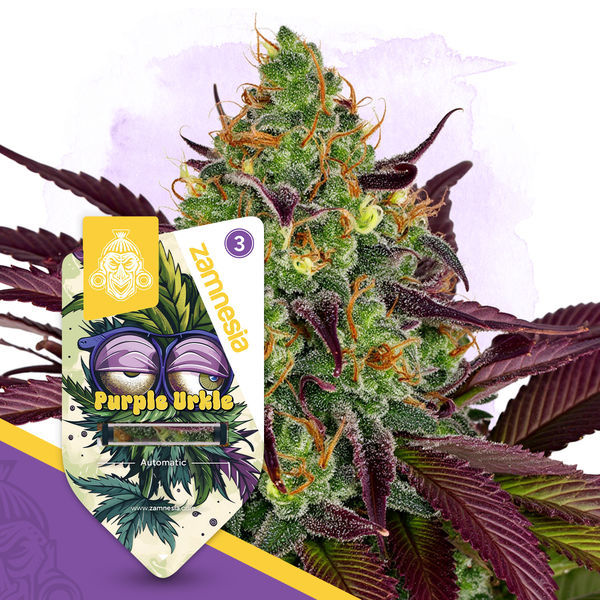 Purple Urkle Autoflower (Zamnesia Seeds) feminizada