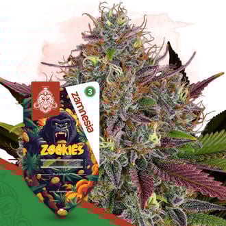 Zookies Autoflorescente (Zamnesia Seeds) Feminizada