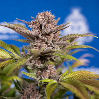 Slurricane (Zamnesia Seeds) feminizada