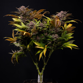Slurricane (Zamnesia Seeds) feminizada
