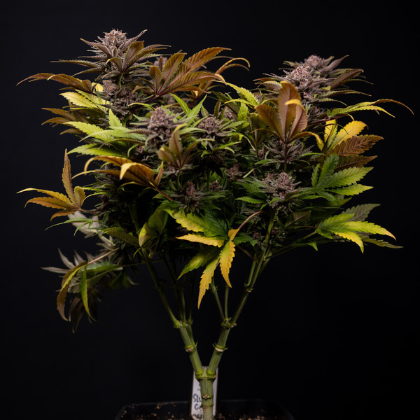Slurricane (Zamnesia Seeds) feminizada