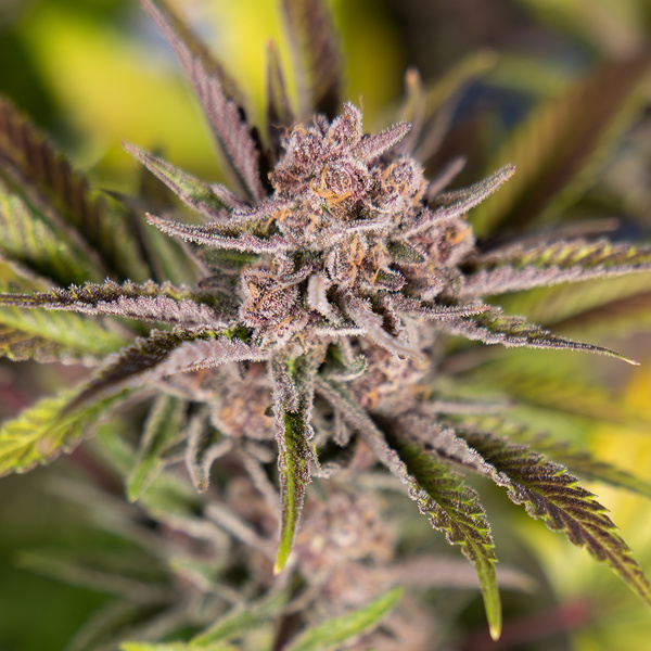 Slurricane (Zamnesia Seeds) feminizada