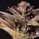 Slurricane (Zamnesia Seeds) feminizada