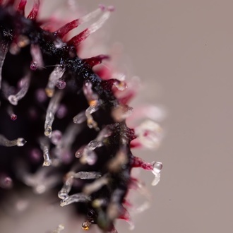 Slurricane (Zamnesia Seeds) feminizada