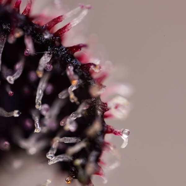 Slurricane (Zamnesia Seeds) feminizada