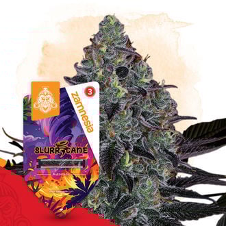 Slurricane Autoflorescente (Zamnesia Seeds) Feminizada