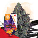 Slurricane Autoflorescente (Zamnesia Seeds) Feminizada