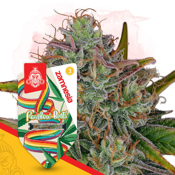 Rainbow Belts Autoflower (Zamnesia Seeds) feminizada