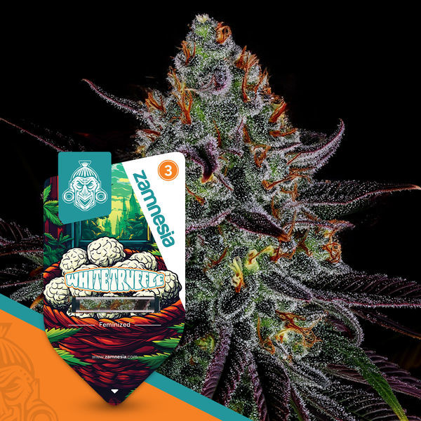 Trufa Branca (Sementes Zamnesia) Feminizada
