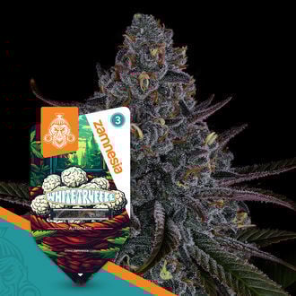 White Truffle Autoflower (Zamnesia Seeds) feminizada